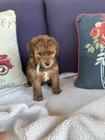 Jasper , a male Chihuahua and Poodle - Toy  for sale in Pueblo, CO – 2 of 4