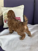 Jasper , a male Chihuahua and Poodle - Toy  for sale in Pueblo, CO – 4 of 4