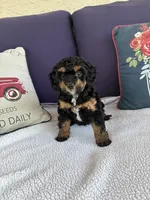 Gypsy, a female Chipoo for sale in Pueblo, CO – 1 of 5
