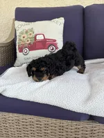Buster, a male Chipoo for sale in Pueblo, CO – 2 of 5