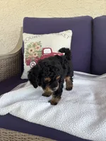 Buster, a male Chipoo for sale in Pueblo, CO – 3 of 5