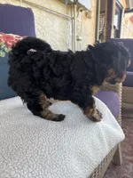 Buster, a male Chipoo for sale in Pueblo, CO – 5 of 5