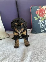 Gypsy, a female Chipoo for sale in Pueblo, CO – 3 of 5