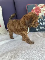 Jasper , a male Chihuahua and Poodle - Toy  for sale in Pueblo, CO – 3 of 4