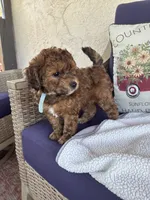 Jasper , a male Chihuahua and Poodle - Toy  for sale in Pueblo, CO – 1 of 4