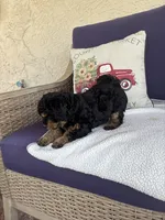 Buster, a male Chipoo for sale in Pueblo, CO – 4 of 5