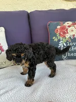 Gypsy, a female Chipoo for sale in Pueblo, CO – 5 of 5