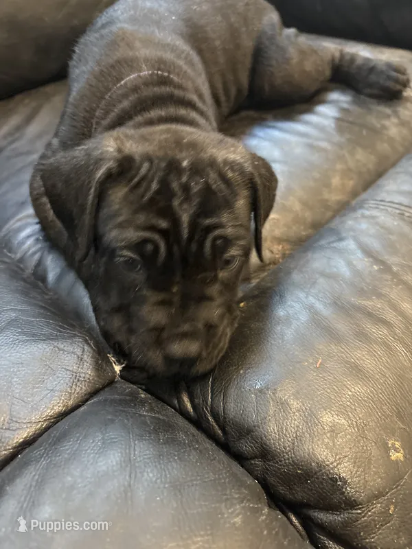 Cocoa – Cane Corso puppy for sale in Charlotte, NC