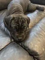 Cocoa, a female Cane Corso for sale in Charlotte, NC – 1 of 2