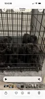 Cocoa, a female Cane Corso for sale in Charlotte, NC – 2 of 2