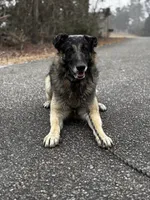 sultan $45, a male German Shepherd Dog for sale in Easley, SC – 4 of 8