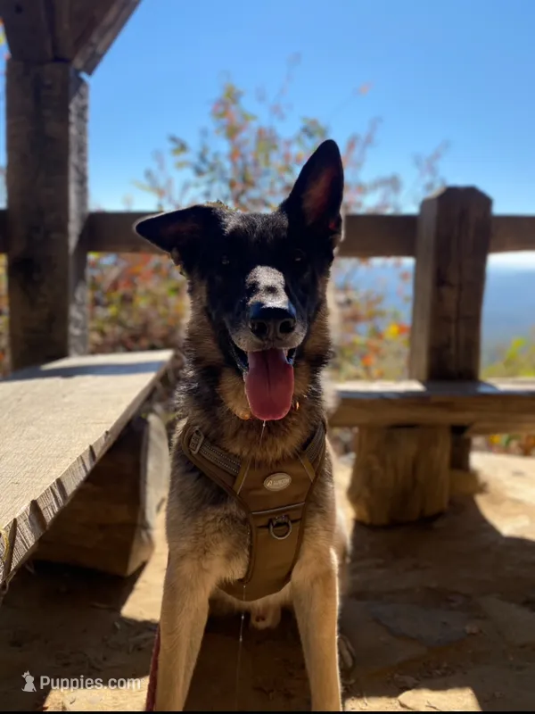 sultan $45 – German Shepherd Dog puppy for sale in Easley, SC