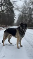 sultan $45, a male German Shepherd Dog for sale in Easley, SC – 3 of 8