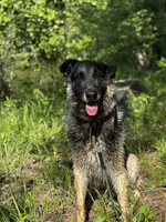 sultan $45, a male German Shepherd Dog for sale in Easley, SC – 7 of 8