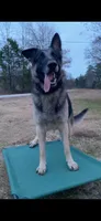sultan $45, a male German Shepherd Dog for sale in Easley, SC – 8 of 8