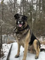 sultan $45, a male German Shepherd Dog for sale in Easley, SC – 6 of 8