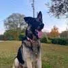 sultan $45, a male German Shepherd Dog for sale in Easley, SC – 2 of 8