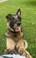 sultan $45, a male German Shepherd Dog for sale in Easley, SC – 5 of 8