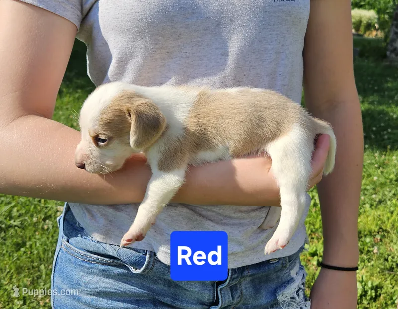 Red – Beagle puppy for sale in Groton, NY