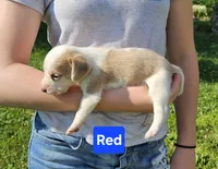 Red, a female Beagle for sale in Groton, NY – 1 of 5