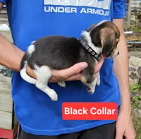 Black Collar, a male Beagle for sale in Groton, NY – 3 of 6
