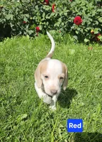 Red, a female Beagle for sale in Groton, NY – 5 of 8