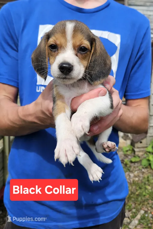 Black Collar – Beagle puppy for sale in Groton, NY