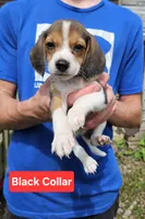 Black Collar, a male Beagle for sale in Groton, NY – 1 of 6