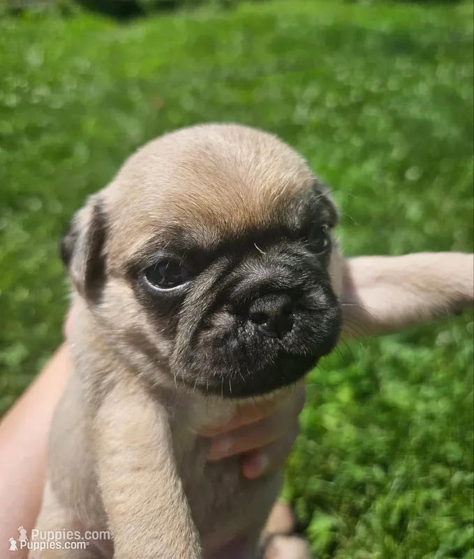 Pink – Pug puppy for sale in Groton, NY