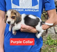 Purple Collar, a male Beagle for sale in Groton, NY – 3 of 6