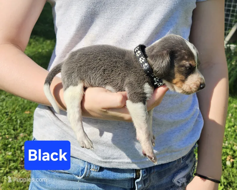Black – Beagle puppy for sale in Groton, NY