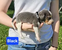 Black, a male Beagle for sale in Groton, NY – 1 of 5
