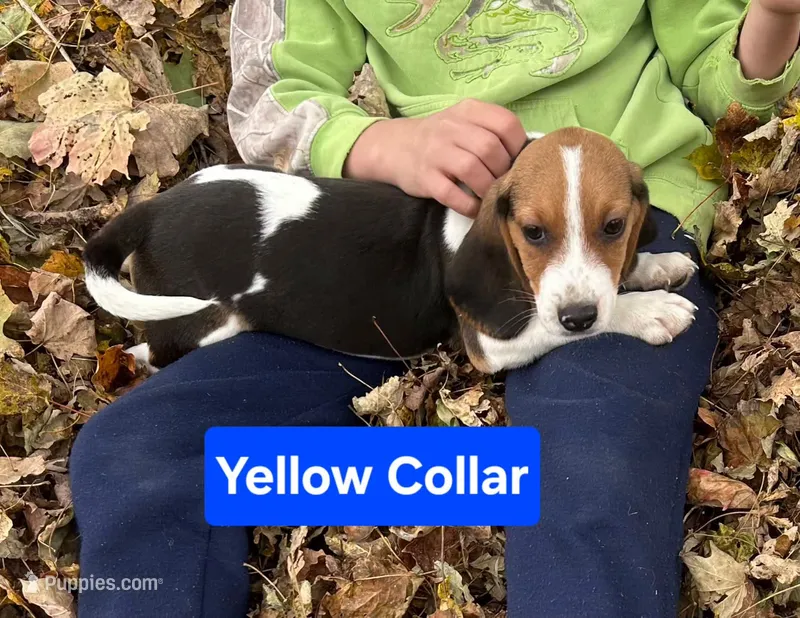 Yellow Collar – Beagle puppy for sale in Groton, NY