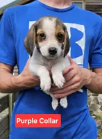Purple Collar, a male Beagle for sale in Groton, NY – 2 of 6