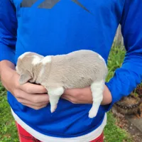 Blue, a male Beagle for sale in Groton, NY – Photo 4 of 6