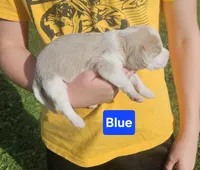 Blue, a male Beagle for sale in Groton, NY – Photo 6 of 6