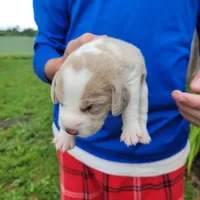 Blue, a male Beagle for sale in Groton, NY – Photo 2 of 6