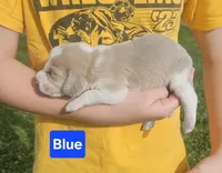 Blue, a male Beagle for sale in Groton, NY – Photo 1 of 6