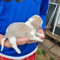 Blue, a male Beagle for sale in Groton, NY – Photo 3 of 6