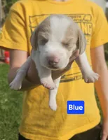 Blue, a male Beagle for sale in Groton, NY – Photo 5 of 6