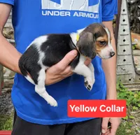Yellow Collar, a male Beagle for sale in Groton, NY – 3 of 5