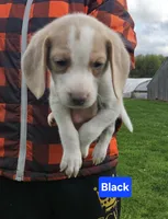Black, a male Beagle for sale in Groton, NY – 4 of 10