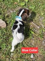 Blue Collar, a male Beagle for sale in Groton, NY – 4 of 5