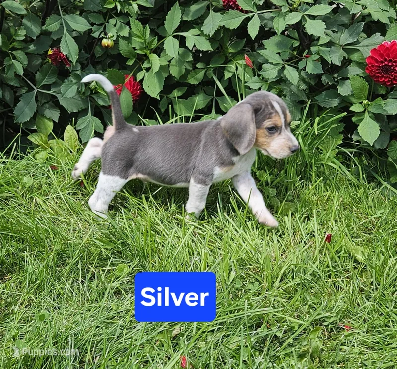 Silver – Beagle puppy for sale in Groton, NY