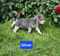 Silver, a male Beagle for sale in Groton, NY – 1 of 10