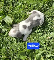 Yellow, a female Beagle for sale in Groton, NY – 4 of 5