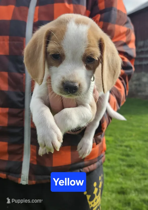Yellow – Beagle puppy for sale in Groton, NY