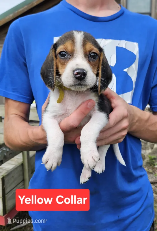 Yellow Collar – Beagle puppy for sale in Groton, NY