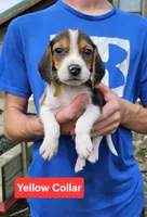 Yellow Collar, a male Beagle for sale in Groton, NY – 1 of 5