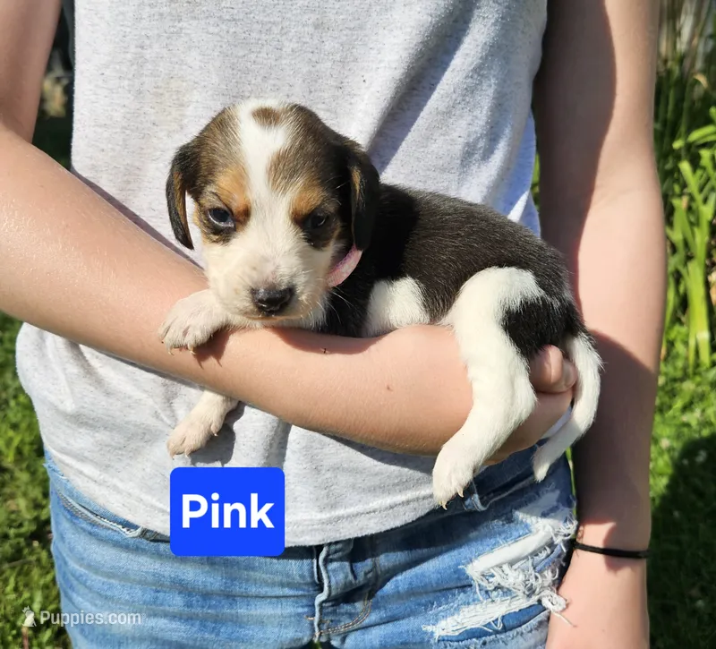 Pink – Beagle puppy for sale in Groton, NY